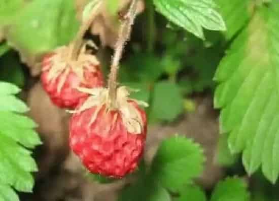 养殖科普|草莓喜不喜欢阳光