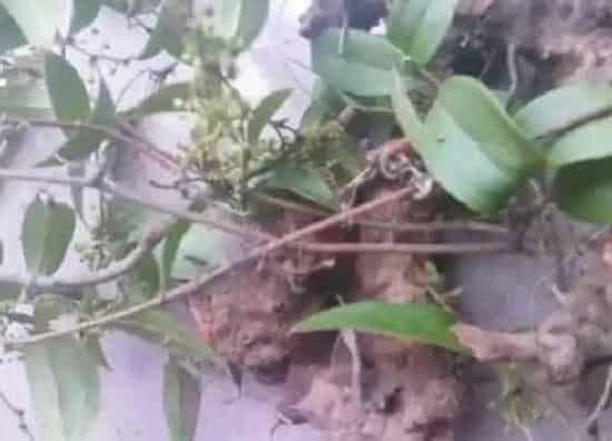 植物产地|茯苓哪里产的最好