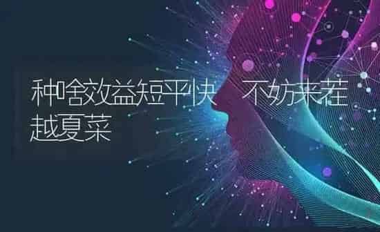 种啥效益短平快 不妨来茬越夏菜 | 蔬菜种植