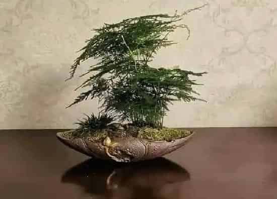 植物浇水|文竹冬天怎么浇水