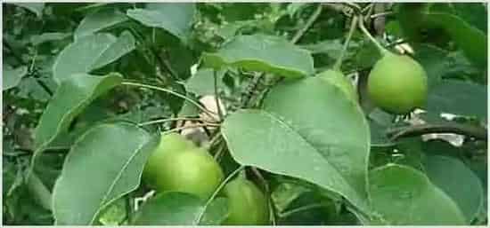 梨大食心虫症状发病规律及防治措施介绍 | 种植施肥