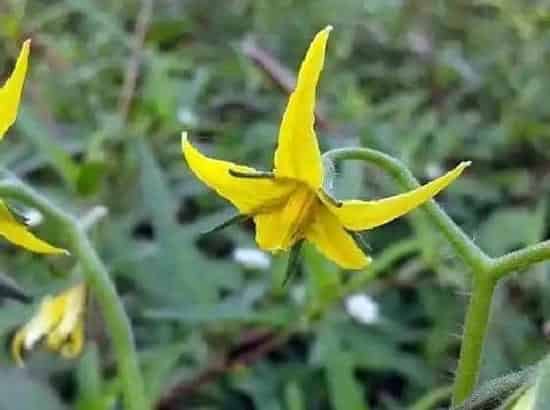 植物修剪|小番茄开花后怎么修剪 开完花后剪枝方法