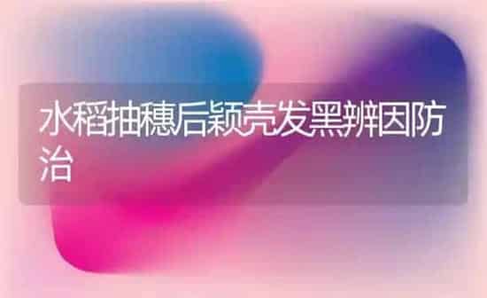 水稻抽穗后颖壳发黑辨因防治 | 粮油作物种植