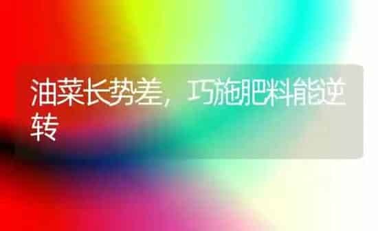 油菜长势差，巧施肥料能逆转 | 粮油作物种植