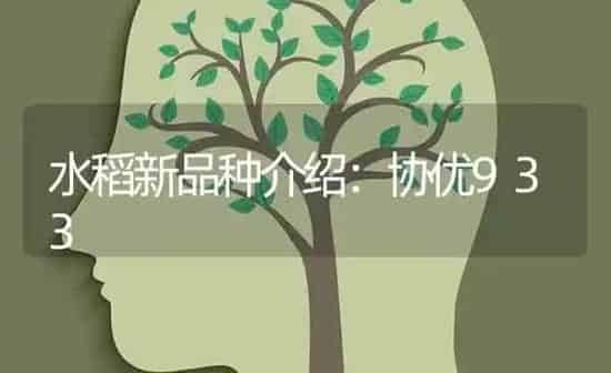 水稻新品种介绍：协优933 | 粮油作物种植