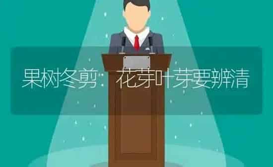 果树冬剪：花芽叶芽要辨清 | 瓜果种植