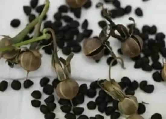 种植管理|牵牛花几月份种植最好 一般什么季节种植