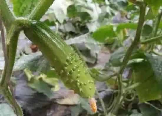 种植管理|黄瓜的生长周期是多长时间