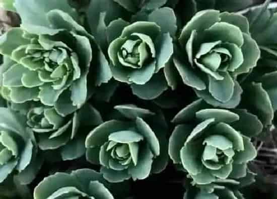 植物繁殖|八宝景天怎么繁殖 扦插法、分株法和播种法