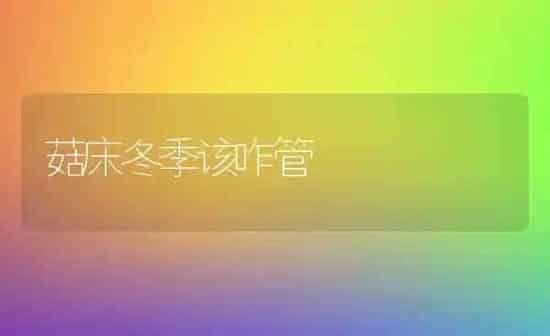 菇床冬季该咋管 | 食用菌种植
