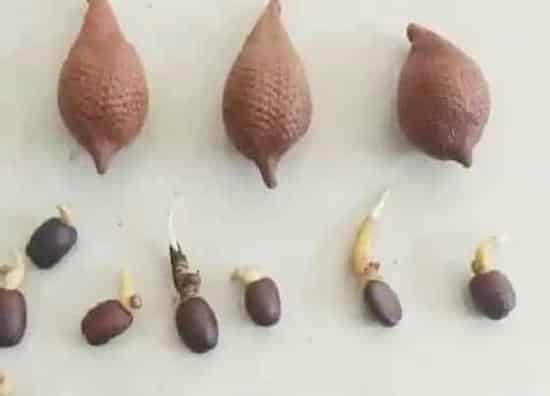 种植管理|蛇果的种子可以种吗 蛇果种子种植方法