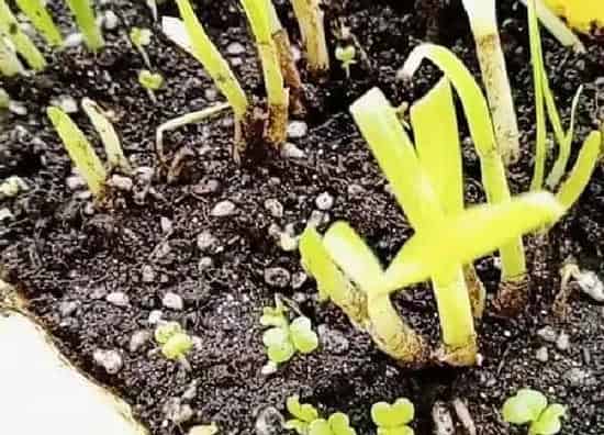 植物发芽|小白菜种子几天发芽
