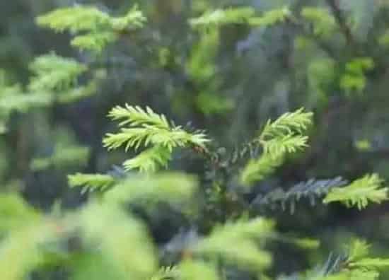 种植位置|松柏可以种在院子里吗