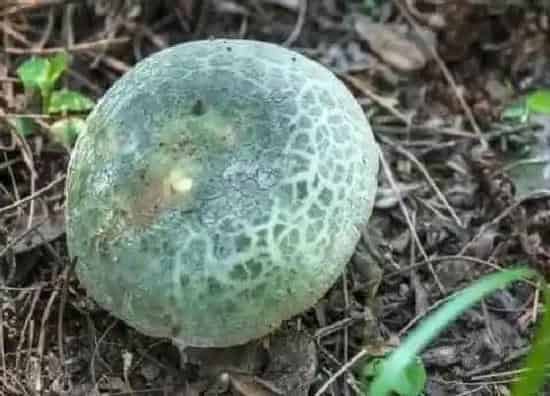 植物百科|青头菌生长在什么地方