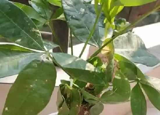 植物浇水|小发财树多长时间浇一次水