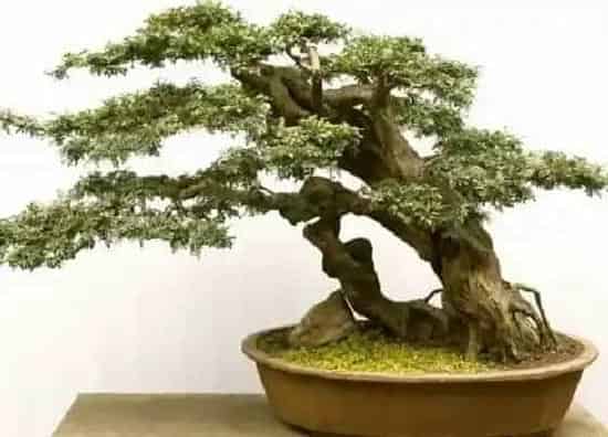 掉叶子|对节白蜡盆景冬天落叶吗