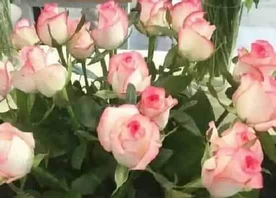 植物种类|艾莎月季是藤本还是灌木
