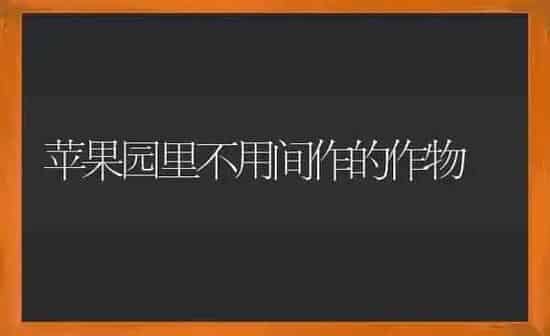 苹果园里不用间作的作物 | 瓜果种植