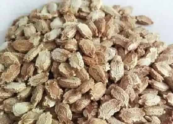 种植育种|小赖瓜种子什么时候种植最好