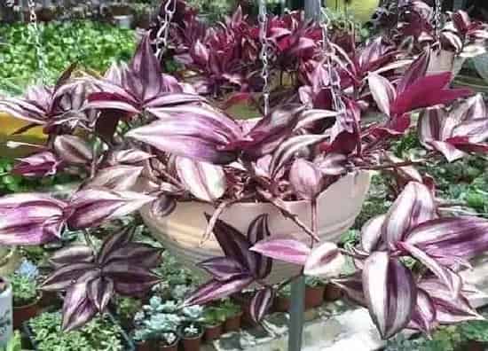 植物修剪|吊竹梅怎么修剪方法