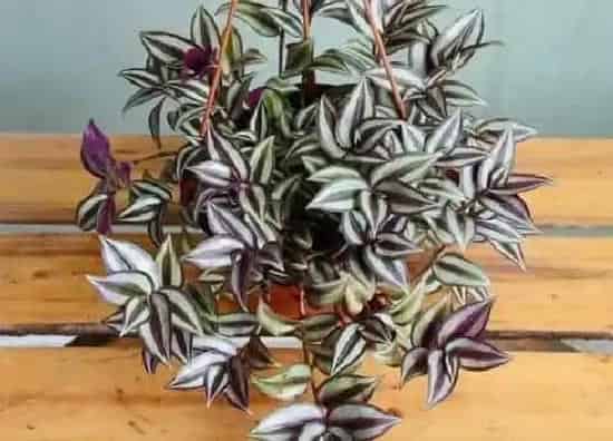 植物修剪|吊竹梅怎么修剪方法