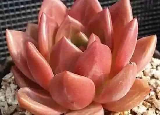 植物种类|多肉哪个品种好看