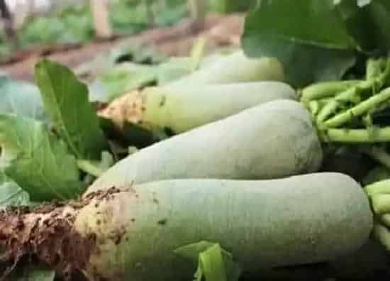 食用常识|青萝卜含糖量高吗