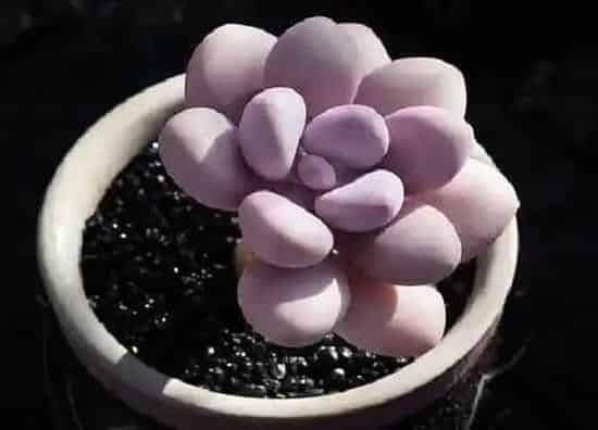 种植管理|桃蛋生长速度快不快 一年长多少