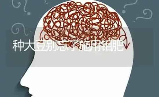 种大豆别忘了施用钼肥 | 粮油作物种植