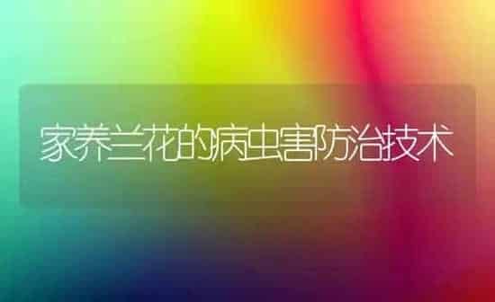 家养兰花的病虫害防治技术 | 种植病虫害防治