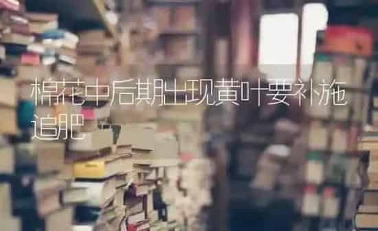 棉花中后期出现黄叶要补施追肥 | 粮油作物种植