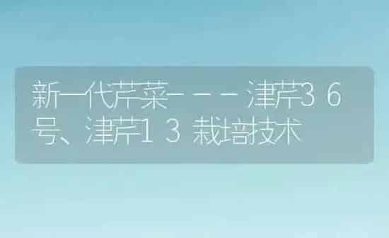 新一代芹菜---津芹36号、津芹13栽培技术 | 蔬菜种植