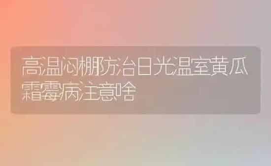 高温闷棚防治日光温室黄瓜霜霉病注意啥 | 蔬菜种植