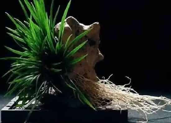 植物种类|改善鱼缸水质最强的水生植物（净化水质的水养植物品种）