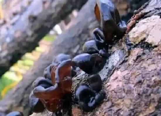 种植管理|木耳的生长周期是多长时间