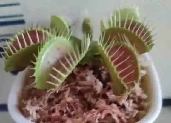 植物播种|捕蝇草种子怎么种植
