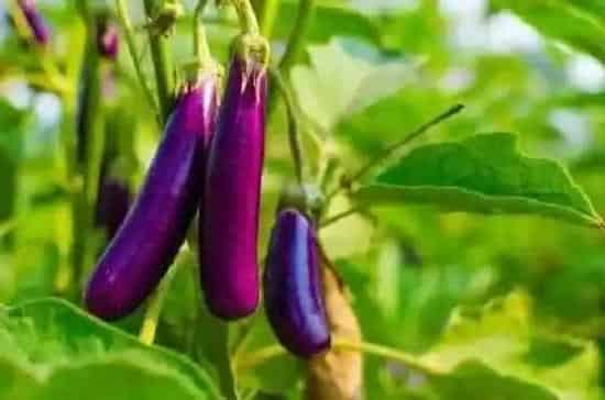 植物虫害|茄子钻心虫防治方法