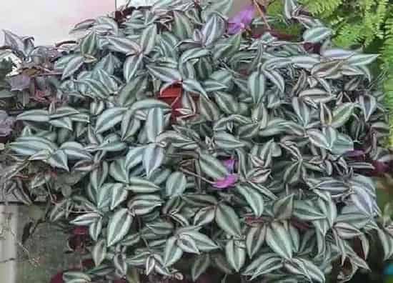 植物修剪|吊竹梅怎么修剪方法
