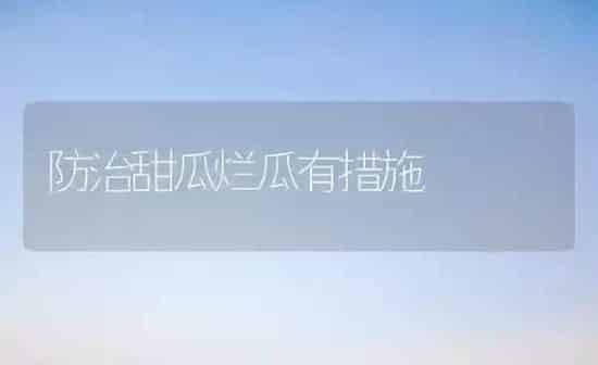 防治甜瓜烂瓜有措施 | 瓜果种植