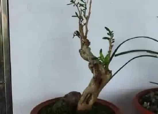 植物修剪|黄杨什么时候剪枝合适