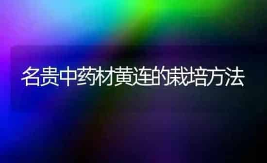 名贵中药材黄连的栽培方法 | 药材种植