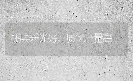 棚菜采光好，质优产量高 | 蔬菜种植