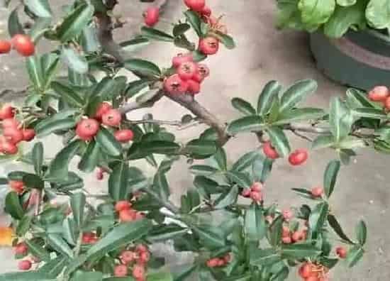植物百科|跟冬青果很像的植物