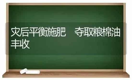灾后平衡施肥 夺取粮棉油丰收 | 种植肥料施肥