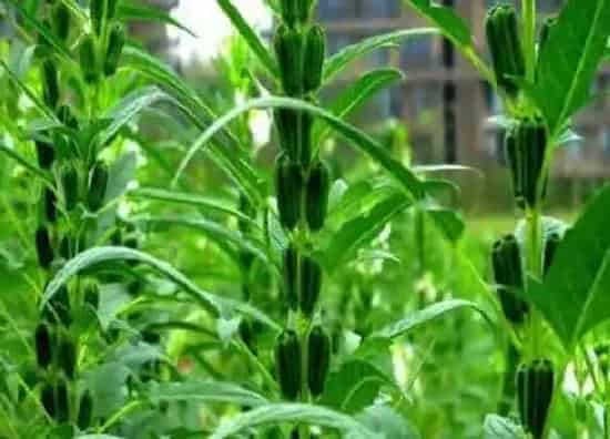 种植方法|黑芝麻种植时间和方法