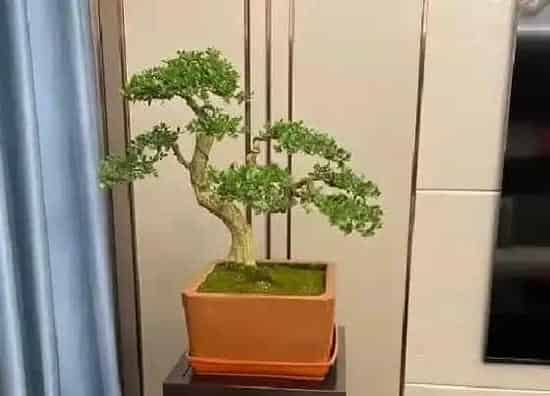植物修剪|黄杨什么时候剪枝合适