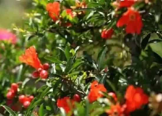 植物移栽|石榴上盆时间与养护方法