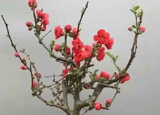 养殖科普|四季海棠喜水吗 属于喜水植物吗