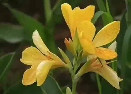 植物修剪|美人蕉怎么修剪方法