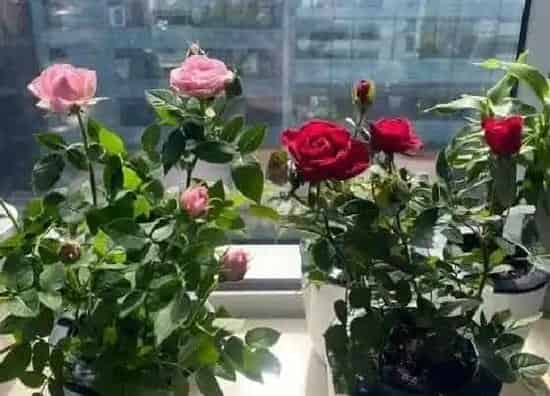 不开花|玫瑰花不开花是什么原因